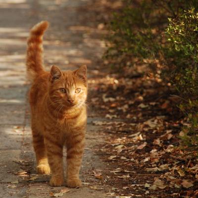 Прикрепленное изображение: cat_0115.jpg